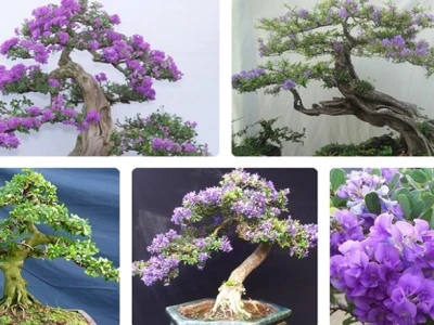 Cây Lãnh Sam: Đặc Điểm, Ý Nghĩa Phong Thủy và Cách Trồng Chi Tiết