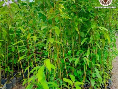 Cây Long Não: Đặc Điểm, Công Dụng và Ý Nghĩa Phong Thủy