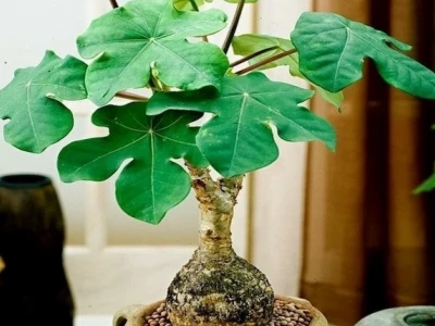 Cây Ngô Đồng Là Cây Gì? Khám Phá Ý Nghĩa, Đặc Điểm Và Cách Trồng