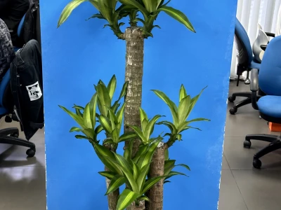 Cây Phát Tài Khúc: Vẻ Đẹp Độc Đáo và Ý Nghĩa Phong Thủy