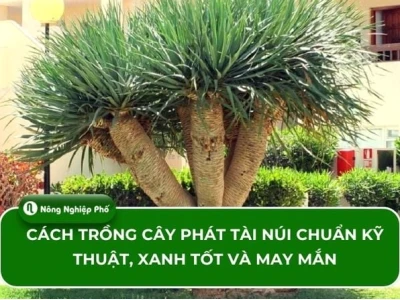 Cây phát tài núi trồng trong nhà: Hướng dẫn chăm sóc và ý nghĩa phong thủy