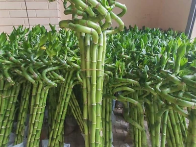 Cây Phát Tài Xoắn: Ý Nghĩa, Cách Trồng và Chăm Sóc Toàn Diện