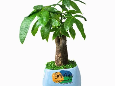 Cây Sâm Nhung: Ý Nghĩa Phong Thủy và Cách Chăm Sóc Chi Tiết