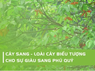 Cây Sang Hoa Đỏ: Ý Nghĩa, Đặc Điểm Và Cách Trồng Cho Hoa Đẹp
