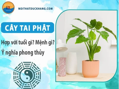 Cây tai phật: Ý nghĩa, cách chăm sóc và tuổi hợp mệnh