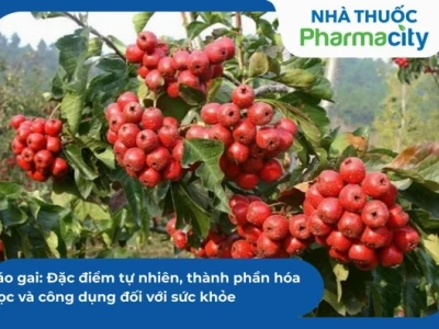 Cây Táo Gai: Đặc Điểm, Công Dụng và Cách Trồng