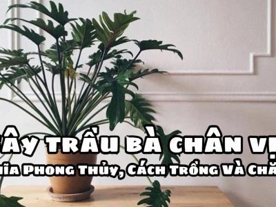Cây Trầu Bà Chân Vịt: Ý Nghĩa Phong Thủy, Cách Trồng và Chăm Sóc Chuẩn