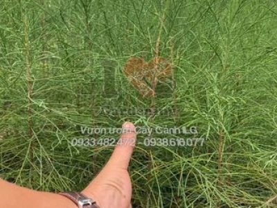 Cây Tùng Dương: Vẻ Đẹp Độc Đáo và Ý Nghĩa Phong Thủy