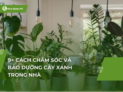 Chăm sóc cây trồng toàn diện cho mùa bội thu