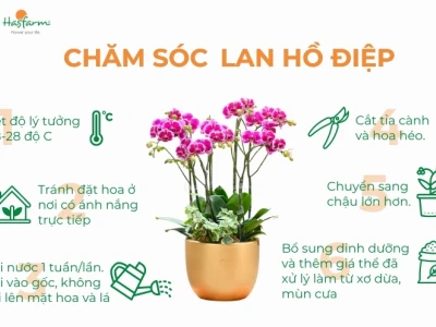 Chậu Hoa Lan Hồ Điệp Đẹp và Sang Trọng Đón Xuân 2026