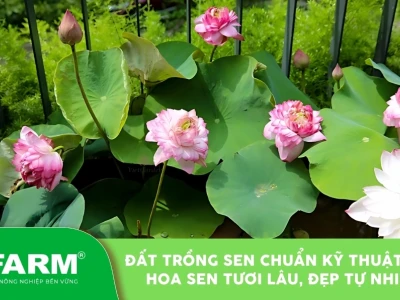 Đất Trồng Sen: Bí Quyết Nuôi Dưỡng Từ A Đến Z