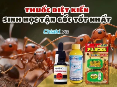 Giải pháp diệt kiến hiệu quả cho cây trồng: Lựa chọn nào tốt nhất 2026?