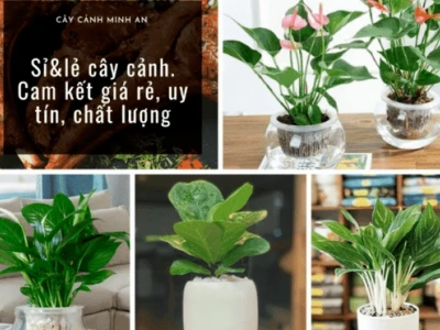 Gợi ý địa chỉ mua cây cảnh giá rẻ, uy tín và chất lượng tại Hà Nội