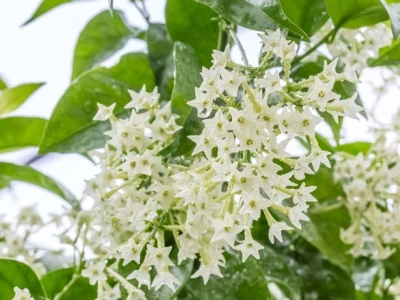 Hoa Dạ Lý Hương: Đặc Điểm, Công Dụng Và Cách Chăm Sóc Chuẩn Chuyên Gia