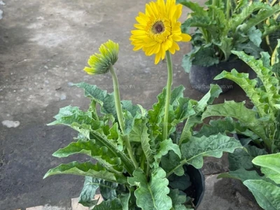 Hoa Đồng Tiền Bí Quyết Trồng Và Chăm Sóc Tại Nhà