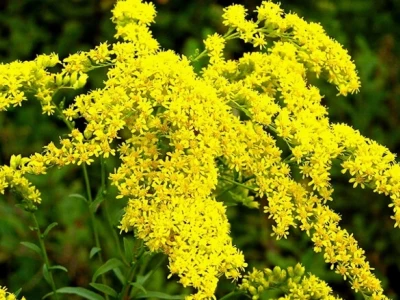 Hoa Hoàng Anh Ý Nghĩa và Vẻ Đẹp Rực Rỡ