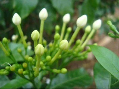 Hoa lài trâu (ngọc bút): Dược tính, độc tính và lưu ý khi sử dụng