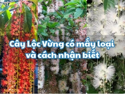 Hoa Lộc Vừng: Ý Nghĩa Phong Thủy và Cách Chăm Sóc Để Cây Luôn Xanh Tốt