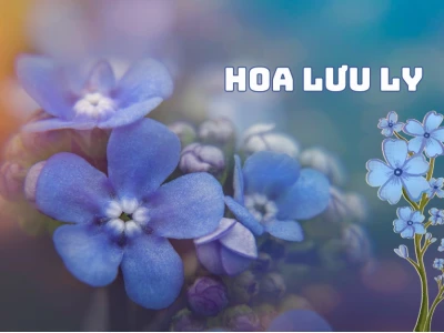Hoa Lưu Ly Xanh: Biểu Tượng Tình Yêu Vĩnh Cửu và Ý Nghĩa Sâu Sắc