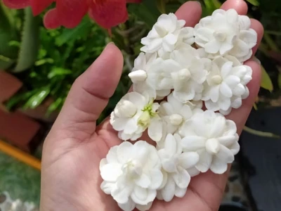 Hoa nhài ta vẻ đẹp thuần khiết và hương thơm quyến rũ