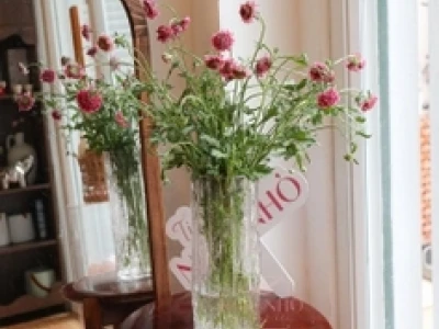 Hoa Scabiosa: Ý Nghĩa, Phong Thủy và Cách Chăm Sóc Tươi Lâu