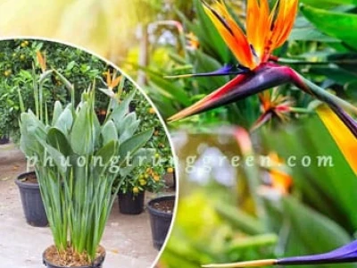 Hoa Thiên Điểu Vẻ Đẹp Độc Đáo Và Ý Nghĩa Sâu Sắc