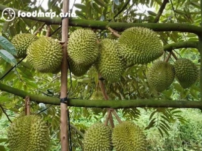 Hướng dẫn chi tiết cách trồng cây sầu riêng cho năng suất cao 2026