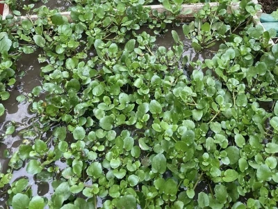 Hướng dẫn chi tiết cách trồng rau cải xoong tại nhà năng suất cao