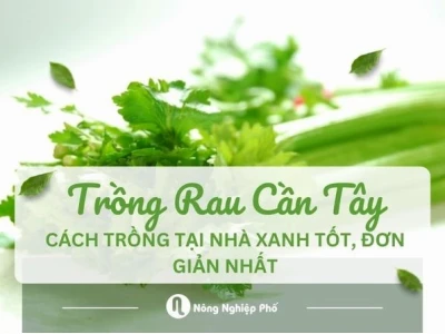 Hướng dẫn chi tiết cách trồng rau cần khô tại nhà