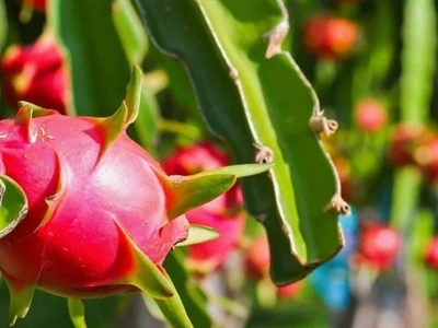 Hướng dẫn chi tiết cách trồng và chăm sóc cây thanh long bội thu