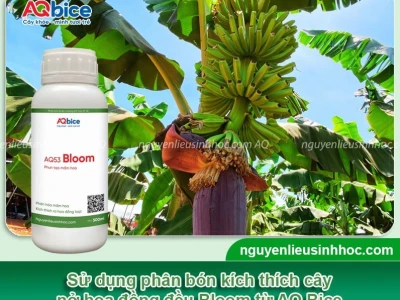 Hướng dẫn toàn diện cách trồng cây chuối ra hoa và kết trái bội thu