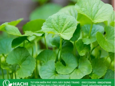 Khám phá các loại rau dễ trồng tại nhà cho người mới bắt đầu