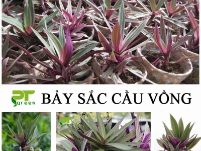 Khám phá cây bảy sắc cầu vồng: Vẻ đẹp độc đáo và ý nghĩa phong thủy