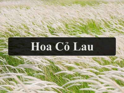 Khám phá cây cỏ lau vẻ đẹp mộc mạc cho không gian xanh