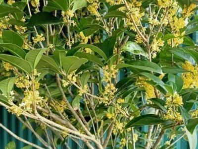 Khám phá cây mộc hương: Đặc điểm, ý nghĩa và cách trồng chi tiết