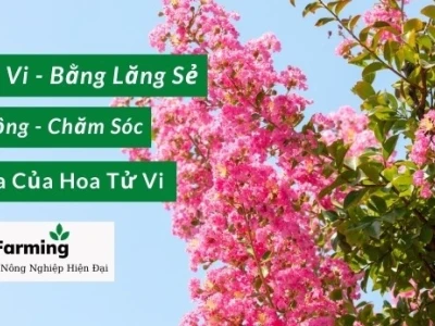 Khám Phá Hoa Tử Vi: Ý Nghĩa, Cách Trồng và Chăm Sóc Độc Đáo Năm 2026