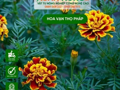 Khám Phá Hoa Vạn Thọ Pháp: Trồng và Chăm Sóc Từ A đến Z