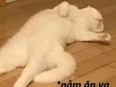 Khám phá kho meme ăn uống và ăn xin hài hước nhất 2026