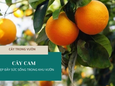 Khám phá lá cây cam: Đặc điểm, vai trò và ý nghĩa trong vườn