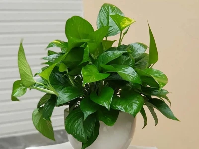 Khám phá Thế giới Cây Cảnh: Loài Đẹp, Độc Đáo và Có Nguy Cơ Tuyệt Chủng