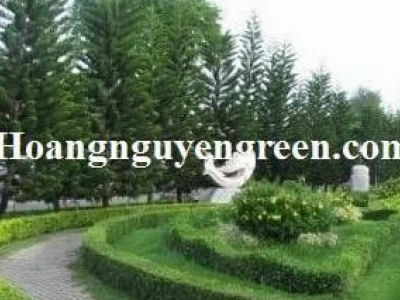 Khám phá thế giới cây cảnh ngoài trời: Vẻ đẹp và lợi ích cho không gian sống