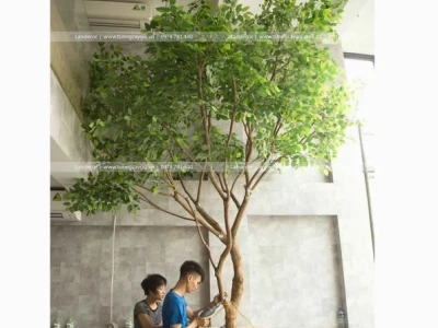 Khám Phá Thế Giới Cây Lá Màu: Tuyển Tập 60+ Loại Đẹp, Dễ Trồng