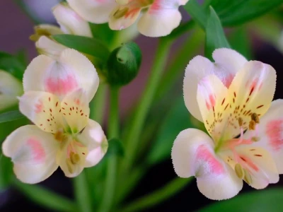Khám Phá Vẻ Đẹp Của Hoa Thủy Tiên Xanh: Ý Nghĩa và Cách Trồng