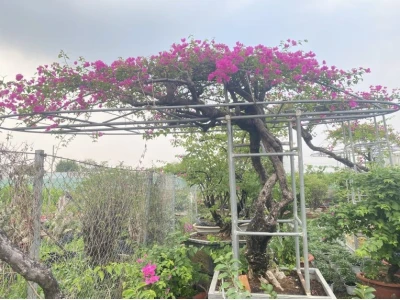 Khám phá vẻ đẹp đa dạng của dáng cây hoa giấy và cách tạo dáng ấn tượng