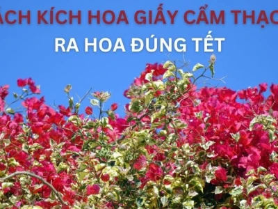 Khám phá vẻ đẹp độc đáo của hoa giấy cẩm thạch