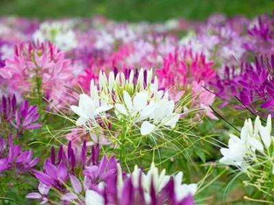 Khám phá vẻ đẹp độc đáo của hoa túy điệp
