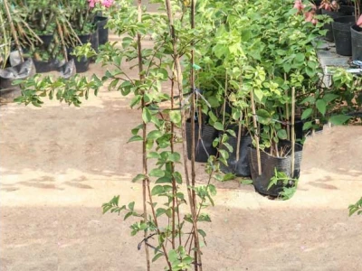 Khám phá vẻ đẹp tinh tế của hoa tường vi tím