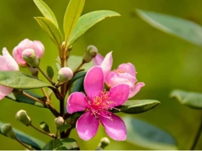 Khám phá vẻ đẹp và ý nghĩa phong thủy của cây hoa mua
