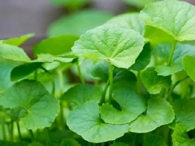 Kỹ Thuật Trồng Rau Má Trên Ruộng Đạt Năng Suất Cao