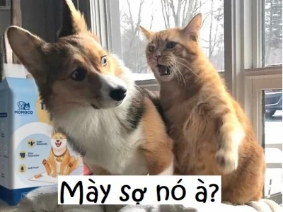 Meme bạn sợ à: Tổng hợp các phiên bản hài hước và ý nghĩa